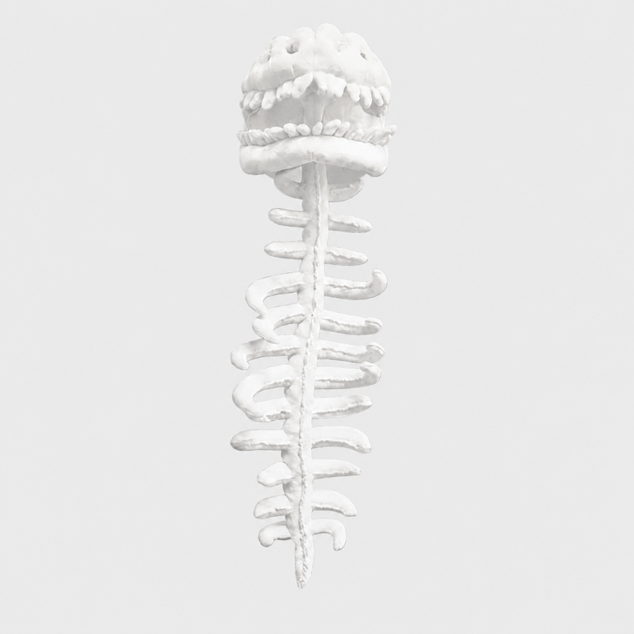 Dinosaur Skeleton Plush Costume
